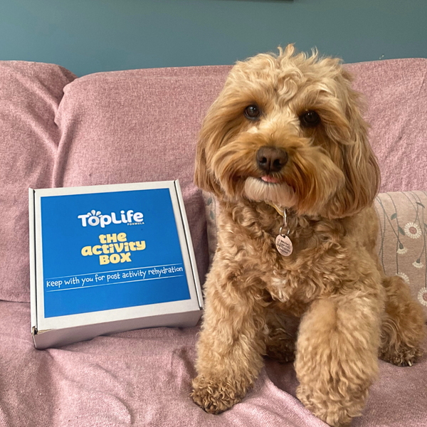 TopLife Activity Box for Dogs